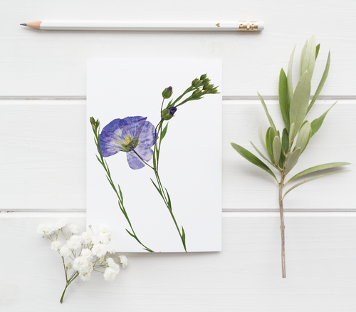 Blue Flax Pressed Wildflower Greeting Card / Flower Card / Plant Lover / Floral Notecard