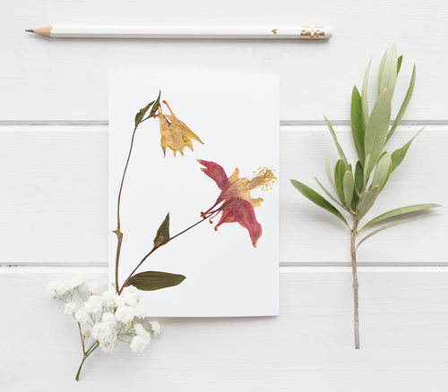 Red Columbine Pressed Wildflower Greeting Card / Flower Card / Plant Lover / Herbarium Floral Notecard