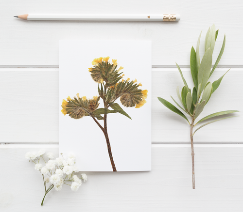 Fiddleneck Pressed Wildflower Greeting Card / Flower Card / Plant Lover / Floral Notecard