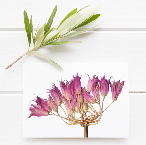 Taper-tip Onion Pressed Wildflower Greeting Card / Flower Card / Plant Lover / Floral Notecard
