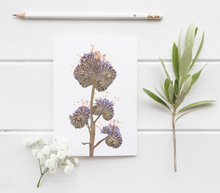 Load image into Gallery viewer, Lacey Phacelia Pressed Wildflower Greeting Card / Flower Card / Plant Lover / Floral Notecard