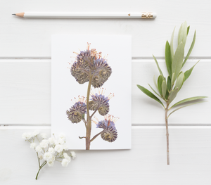 Lacey Phacelia Pressed Wildflower Greeting Card / Flower Card / Plant Lover / Floral Notecard
