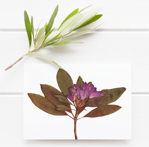 Rhododendron Pressed Wildflower Greeting Card / Flower Card / Plant Lover / Floral Notecard